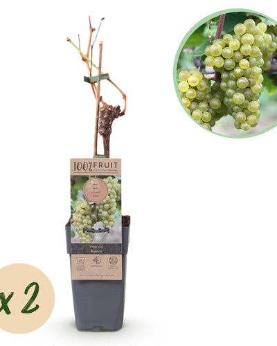 Vitis vinifera ‘Bianca’ – witte druivenplant, set van 2 planten in pot Ø15cm, hoogte circa 50cm, met zoete witte druiven."