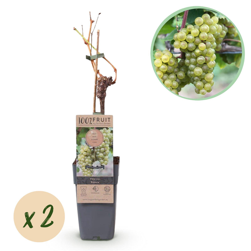 Vitis vinifera ‘Bianca’ – witte druivenplant, set van 2 planten in pot Ø15cm, hoogte circa 50cm, met zoete witte druiven."