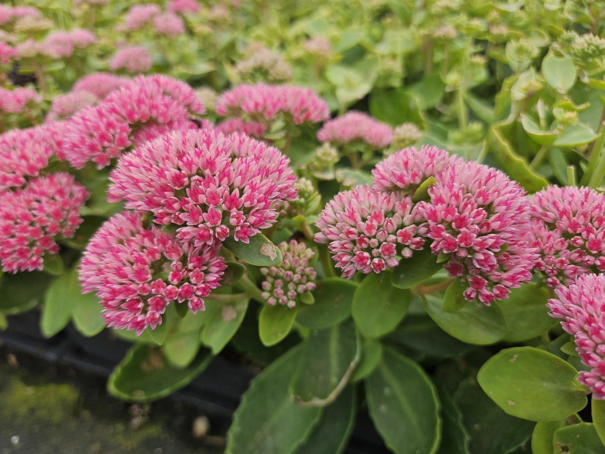 24x Sedum 'Herbstfreude' – winterharde, droogtetolerante vetplant met roze bloemen, geschikt voor bijen- en vlindervriendelijke tuinen, borders en rotstuinen