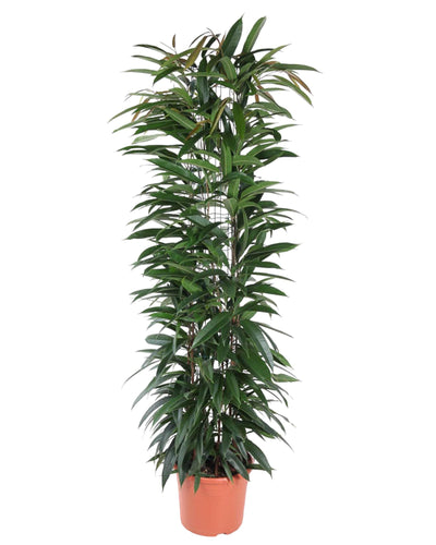Ficus Alii King zuil | Kamerplant | Elegant