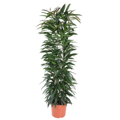 Ficus Alii King zuil | Kamerplant | Elegant
