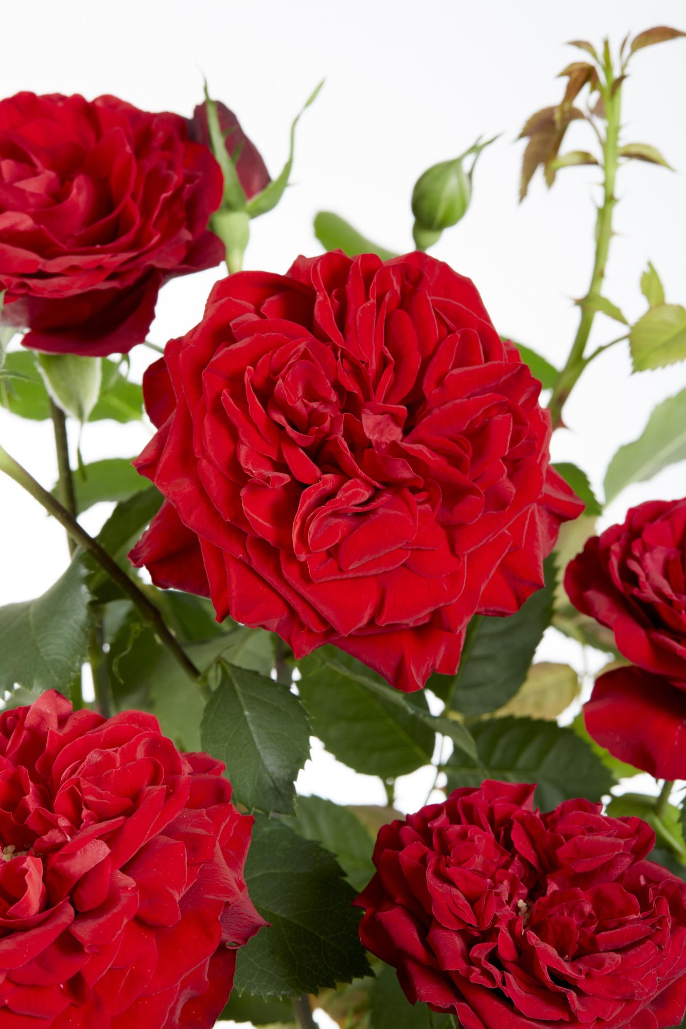Rosa Crazy in Love ‘Red’ – rode klimroos in pot Ø15cm, hoogte 65cm – volle fluweelrode bloemen met glanzend groen blad.