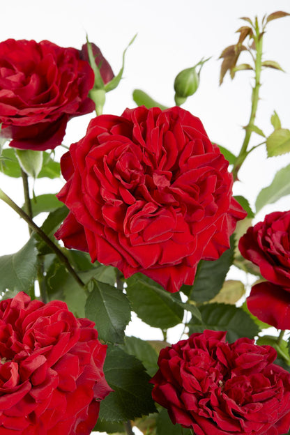 Rosa Crazy in Love ‘Red’ – rode klimroos in pot Ø15cm, hoogte 65cm – volle fluweelrode bloemen met glanzend groen blad.
