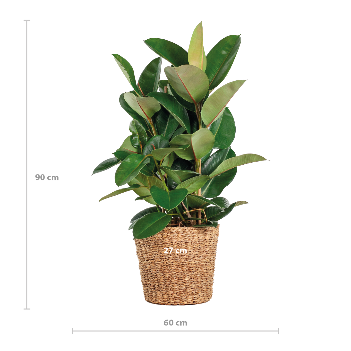 Heb je toevallig een Moerbei in je tuin staan? De Ficus is hier familie van! Voor beide Moraceae familieleden geldt; heb je eenmaal een goede plek, dan is hij onverwoestbaar. De Ficus is dus een sterke kamerplant die onder andere populair is bij studenten. Ook vind je ze vaak in openbare gebouwen of kantoren. Met de juiste verzorging kun je jarenlang van een Ficus genieten.
