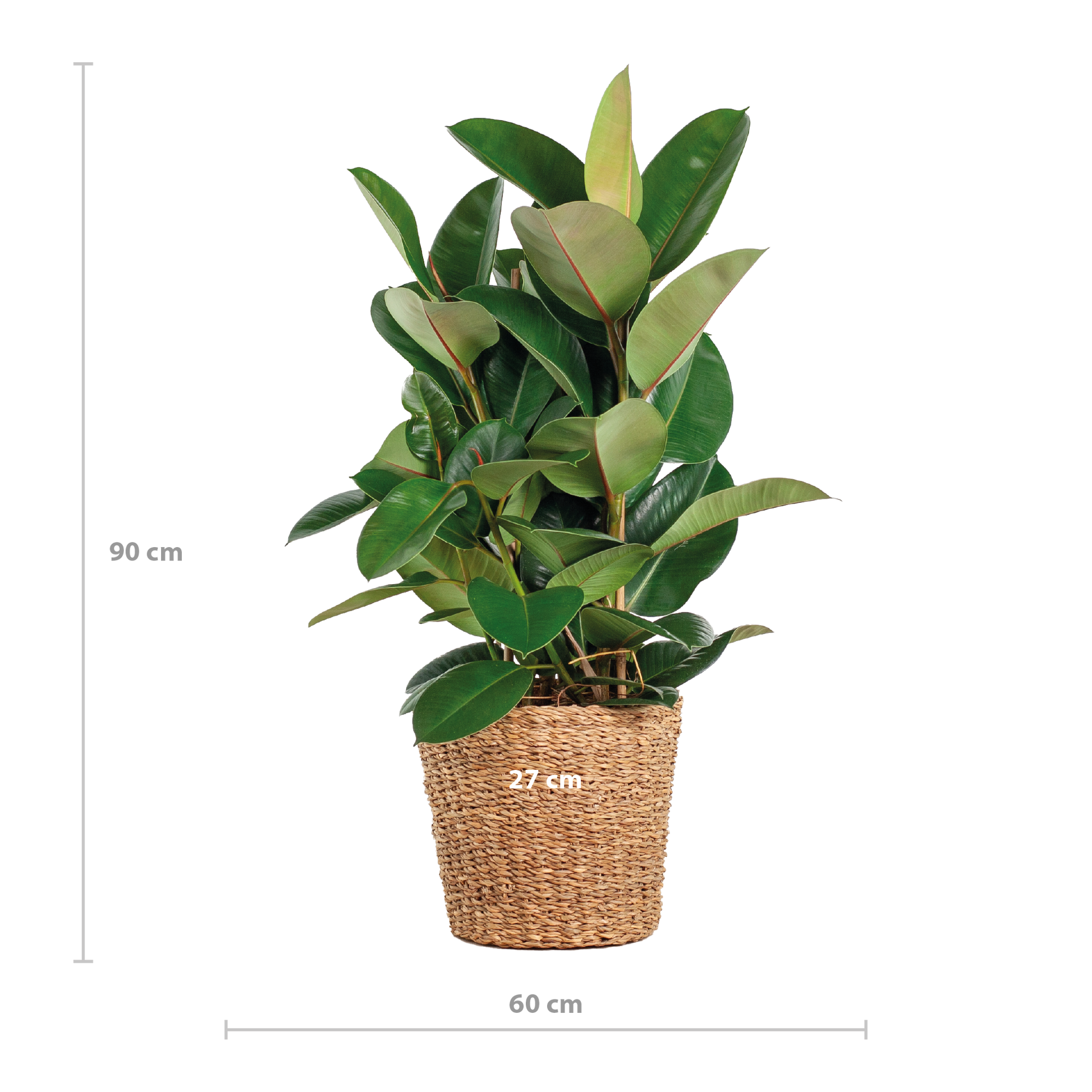 Heb je toevallig een Moerbei in je tuin staan? De Ficus is hier familie van! Voor beide Moraceae familieleden geldt; heb je eenmaal een goede plek, dan is hij onverwoestbaar. De Ficus is dus een sterke kamerplant die onder andere populair is bij studenten. Ook vind je ze vaak in openbare gebouwen of kantoren. Met de juiste verzorging kun je jarenlang van een Ficus genieten.