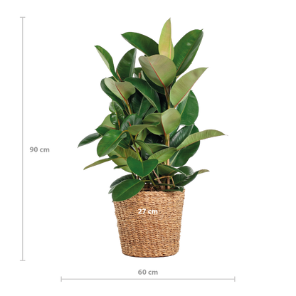 Heb je toevallig een Moerbei in je tuin staan? De Ficus is hier familie van! Voor beide Moraceae familieleden geldt; heb je eenmaal een goede plek, dan is hij onverwoestbaar. De Ficus is dus een sterke kamerplant die onder andere populair is bij studenten. Ook vind je ze vaak in openbare gebouwen of kantoren. Met de juiste verzorging kun je jarenlang van een Ficus genieten.