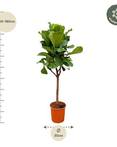 Ficus lyrata Kamerplant | Vioolbladplant - Planttoday