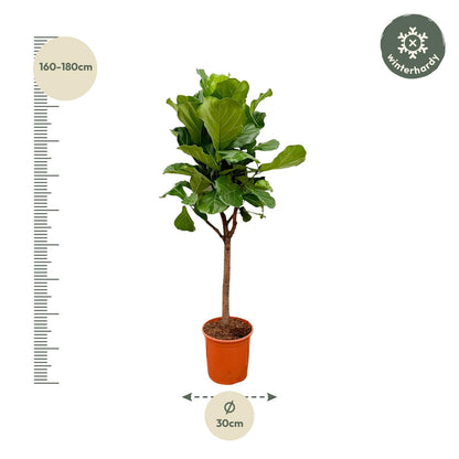 Ficus Lyrata boom - 170cm - ⌀30