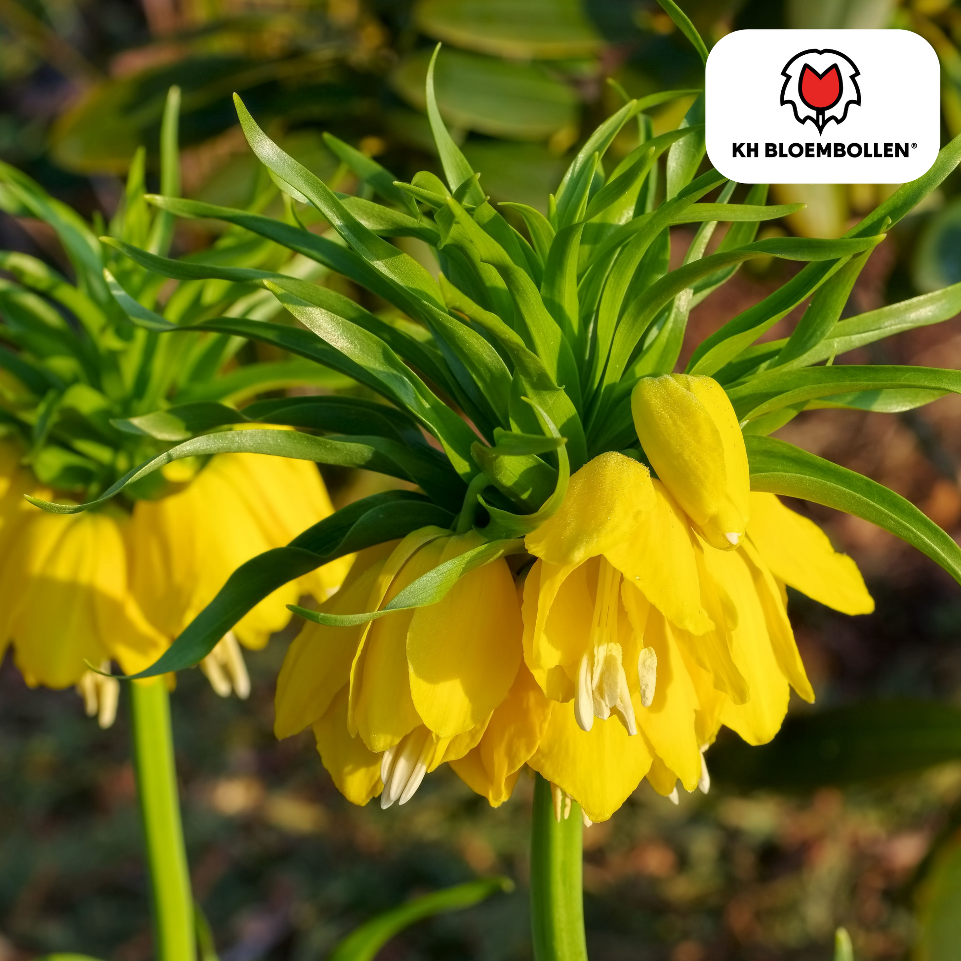 Fritillaria imperialis Lutea – Keizerskroon met zwavelgele klokbloemen op stevige steel, 5 bloembollen tuin