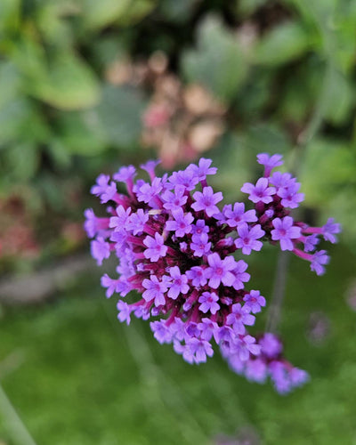 Verbena bonariensis ‘Lollipop’ Buitenplant | Paarse Vlinderplant - Planttoday