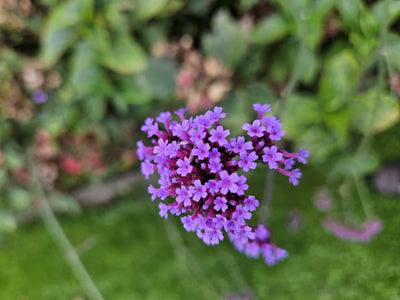 Verbena bonariensis ‘Lollipop’ Buitenplant | Paarse Vlinderplant - Planttoday