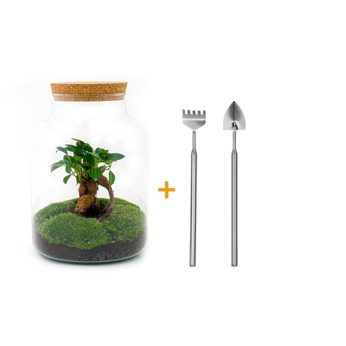 DIY Planten terrarium met licht | Milky Bonsai
