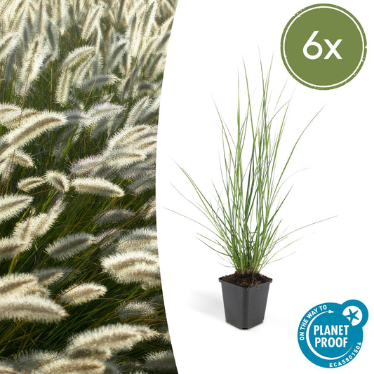 Pennisetum alopecuroides 'Hameln' – 6 siergrassen in Ø9 cm pot – romige pluimen, onderhoudsvriendelijk, geschikt voor borders, potten en solitair in tuin. fleurop,