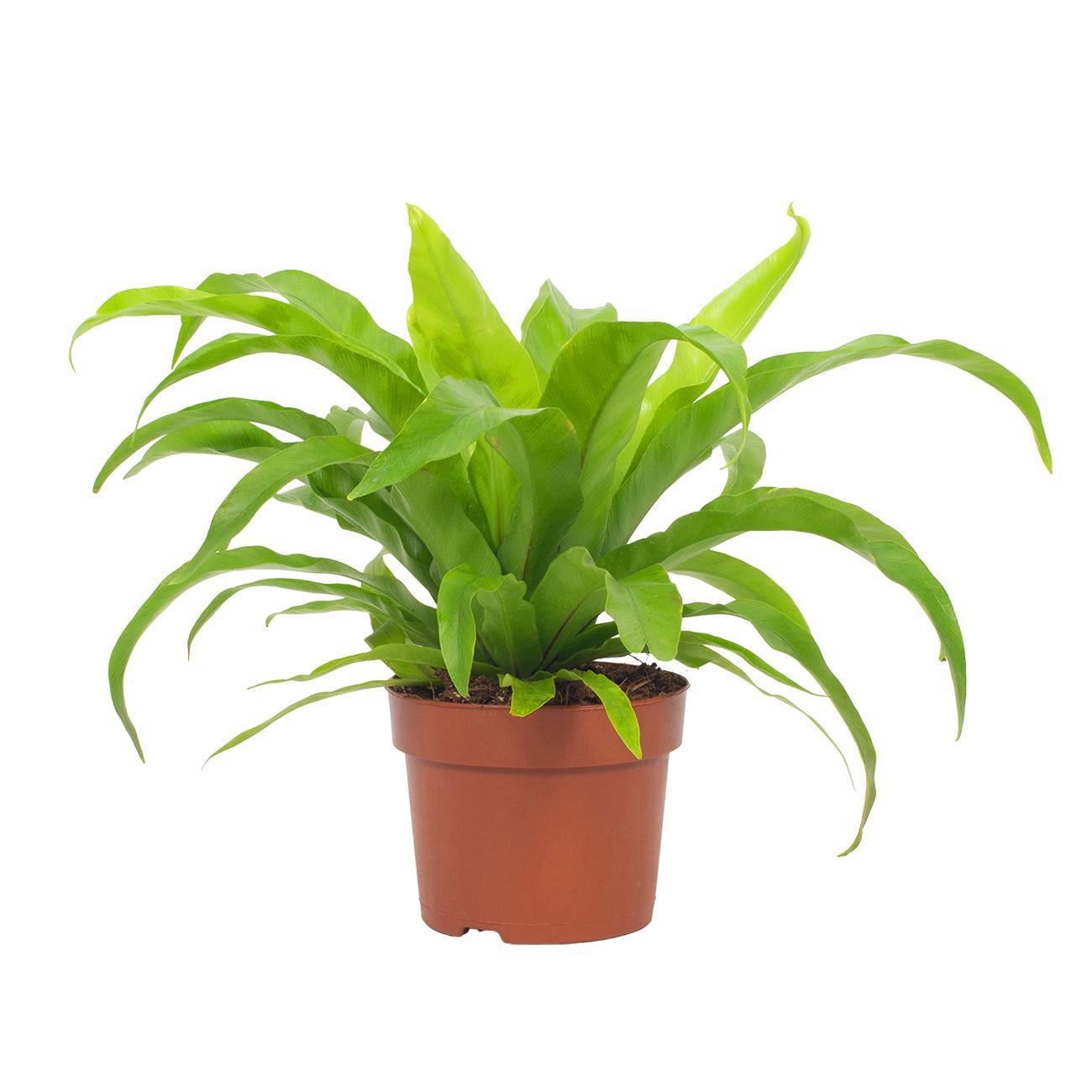 Asplenium Antiquum – Streepvaren met golvende groene bladeren in Ø12cm pot, luchtzuiverende en onderhoudsvriendelijke kamerplant – Plant To Day