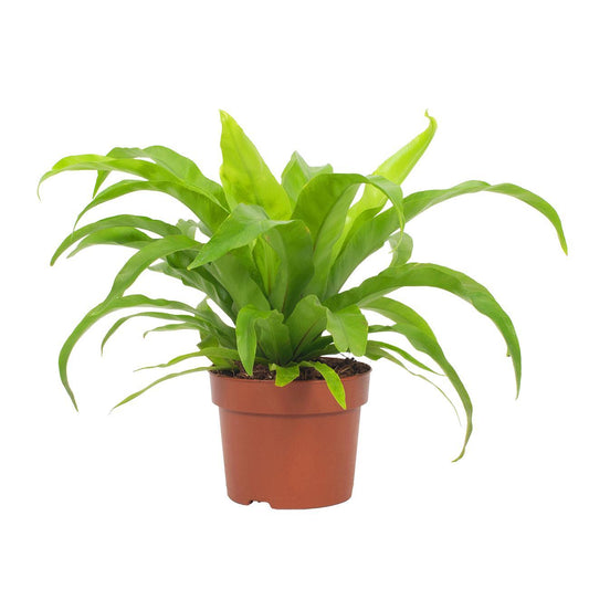 Asplenium Antiquum – Streepvaren met golvende groene bladeren in Ø12cm pot, luchtzuiverende en onderhoudsvriendelijke kamerplant – Plant To Day