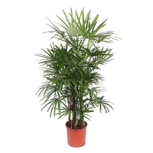 Rhapis Excelsa - 180 - 190 cm - pot ø34.  Vingerpalm een elegante blikvanger.