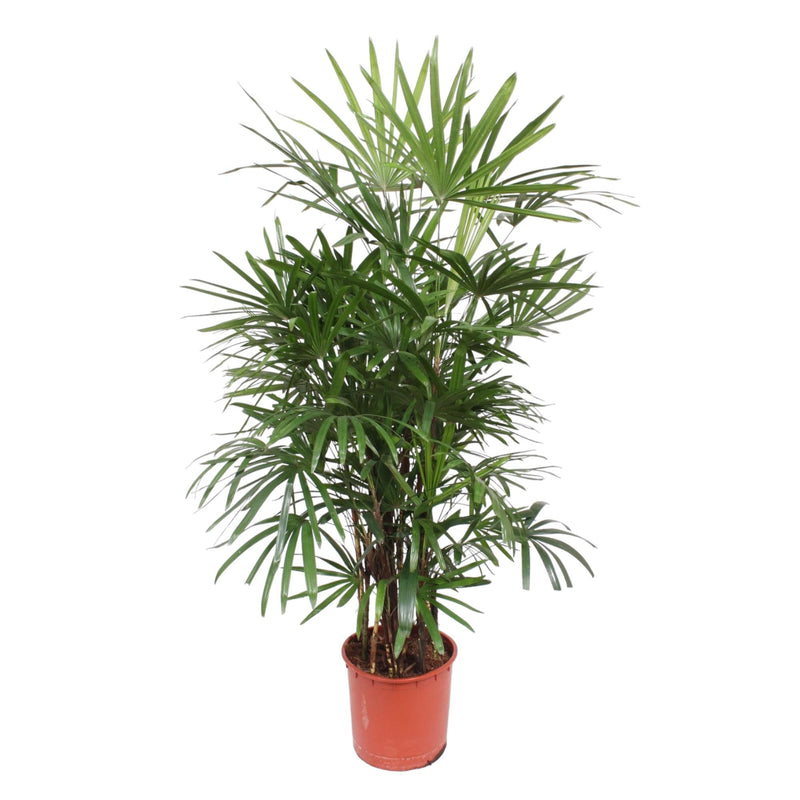 Rhapis Excelsa - 190 cm - ø34. Bij Planttoday.nl