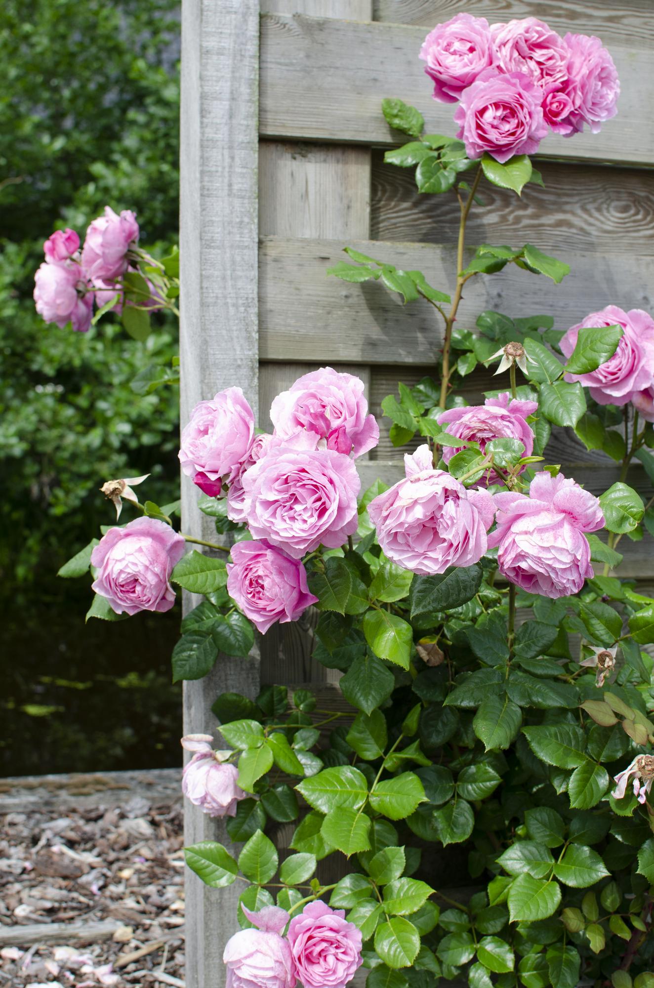 Rosa Crazy in Love ‘Pink’ – roze klimroos in pot Ø15cm, hoogte 65cm – bloeit van juni tot vorst met glanzend groen blad.