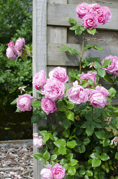 Rosa Crazy in Love ‘Pink’ – roze klimroos in pot Ø15cm, hoogte 65cm – bloeit van juni tot vorst met glanzend groen blad.