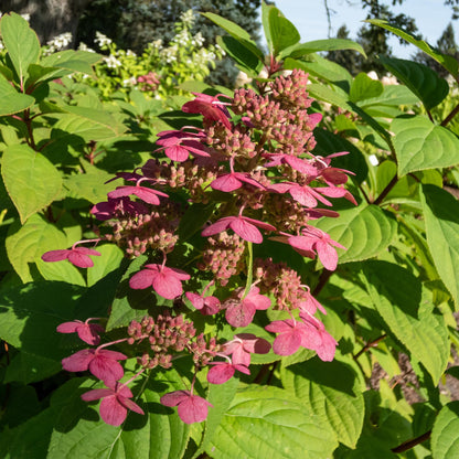 1x Hydrangea paniculata Wims Red | Buitenplant | Pluimhortensia