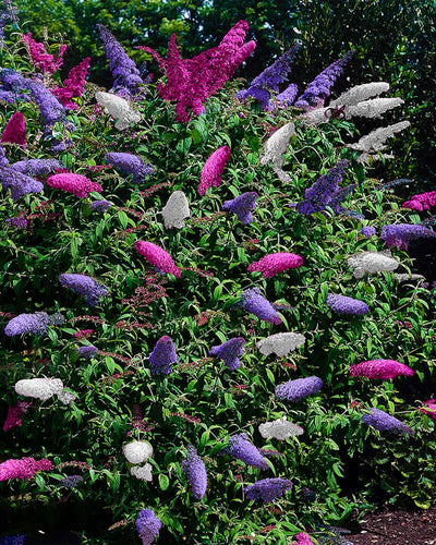 De Buddleja Davidii Tricolor is een van de kleinste soorten van de vlinderstruikfamilie. Deze struik groeit maximaal tot een hoogte van 150 centimeter. De plant bloeit met roze, paarse en witte pluimen en trekken in de zomer veel vlinders en bijen aan. Een zonnige plek in de tuin bevordert het vlinderbezoek nog meer. Bij Planttoday.