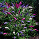 Buddleja davidii 'Tricolour' – Kleurrijke vlinderstruik