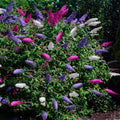 De Buddleja Davidii Tricolor is een van de kleinste soorten van de vlinderstruikfamilie. Deze struik groeit maximaal tot een hoogte van 150 centimeter. De plant bloeit met roze, paarse en witte pluimen en trekken in de zomer veel vlinders en bijen aan. Een zonnige plek in de tuin bevordert het vlinderbezoek nog meer. Bij Planttoday.