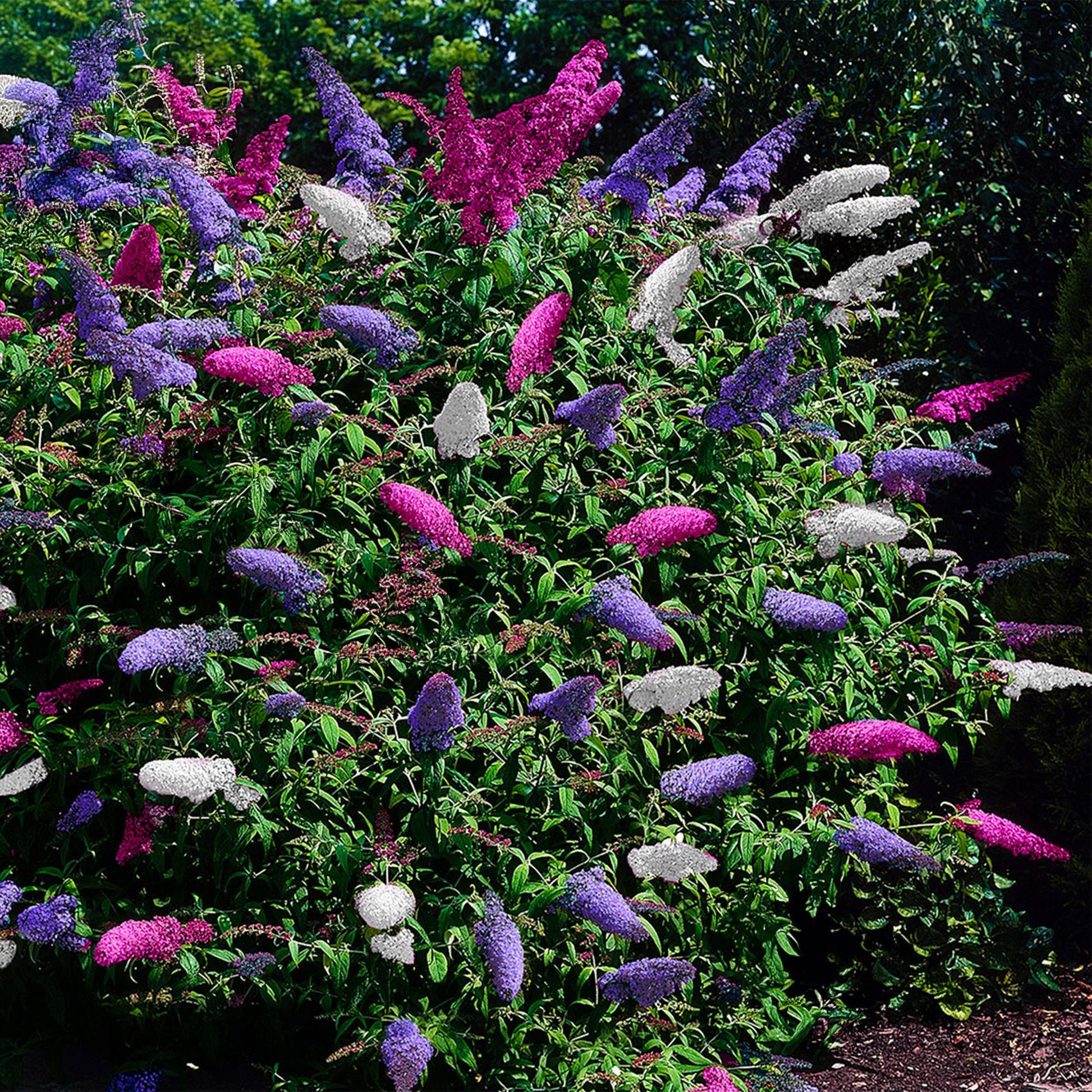 De Buddleja Davidii Tricolor is een van de kleinste soorten van de vlinderstruikfamilie. Deze struik groeit maximaal tot een hoogte van 150 centimeter. De plant bloeit met roze, paarse en witte pluimen en trekken in de zomer veel vlinders en bijen aan. Een zonnige plek in de tuin bevordert het vlinderbezoek nog meer. Bij Planttoday.