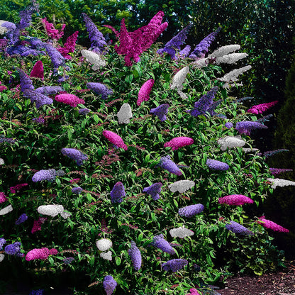 De Buddleja Davidii Tricolor is een van de kleinste soorten van de vlinderstruikfamilie. Deze struik groeit maximaal tot een hoogte van 150 centimeter. De plant bloeit met roze, paarse en witte pluimen en trekken in de zomer veel vlinders en bijen aan. Een zonnige plek in de tuin bevordert het vlinderbezoek nog meer. Bij Planttoday.