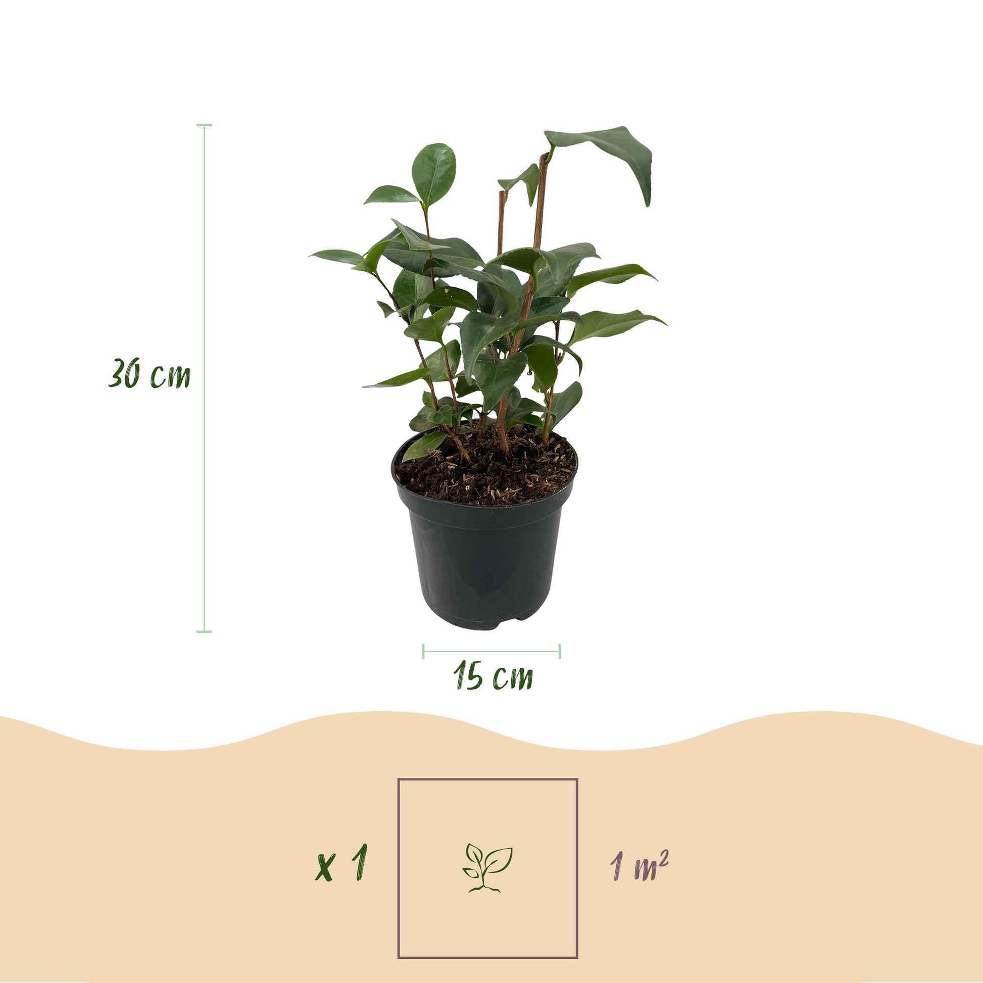 Camellia japonica Tricolour met roze, witte en rode bloemen – 3 planten in pot 15 cm