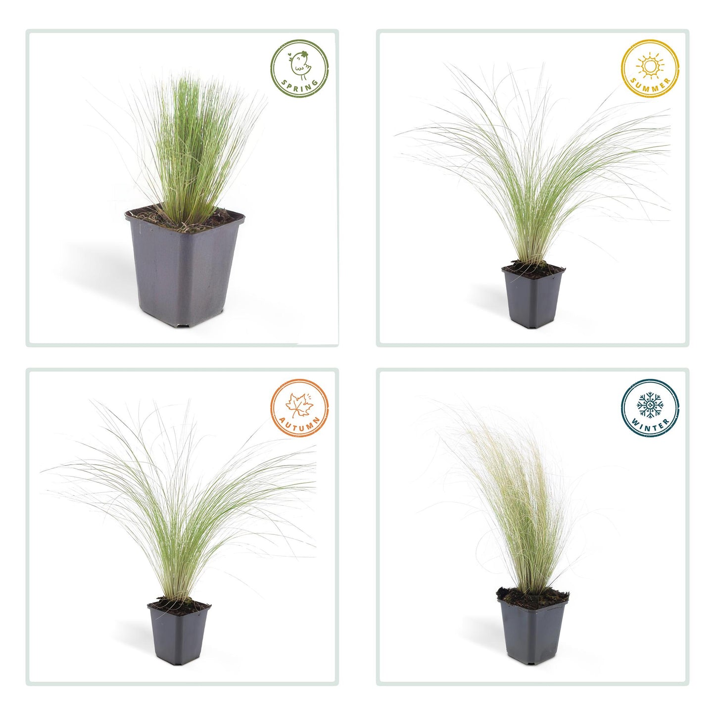 Stipa tenuissima ‘Ponytails’ | Siergras