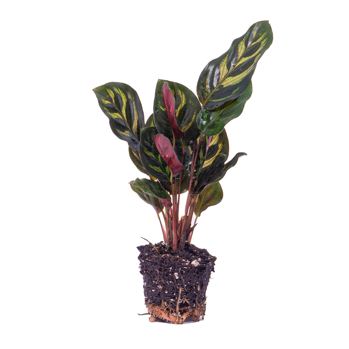 Calathea Makoyana | Pauwenplant |Terrarium plant - Potmaat 6