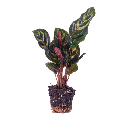 Calathea Makoyana | Pauwenplant |Terrarium plant - Potmaat 6