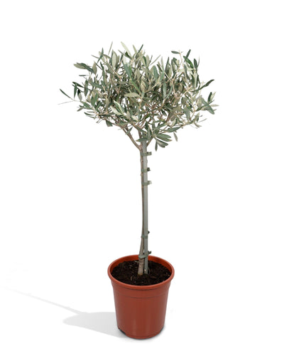 olijfboom bol op stam.Zilvergroene olijfboom op stam voor zonnige standplaats