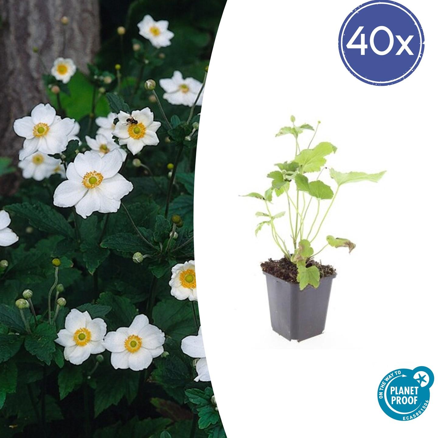 Anemone hyb. 'Honorine Jobert' met witte bloemen en groene bladeren in bloembed