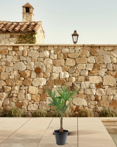 Trachycarpus Fortunei - 90-100cm - Ø21 palm