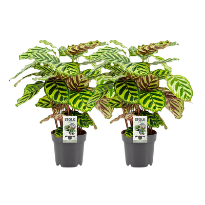 calathea-makoyana-front.jTropische bladplant met groen patroon en paarse onderzijde