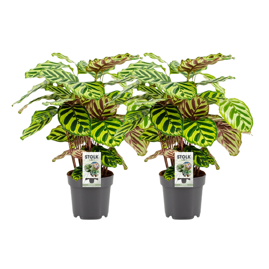 Calathea makoyana – pauwplant met unieke bladtekening – set van 2 in Ø14 cm pot bij Planttoday
