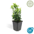 Euonymus japonicus 'Green Spire' | Buitenplant | Kardinaalsmuts - Planttoday