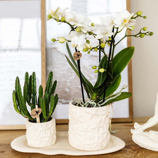 Witte Phalaenopsis orchidee ‘Lausanne’ met 2-3 bloemtakken en compacte succulent in keramieken sierpotten, geplaatst op een wit organisch ovaal dienblad – hoogte circa 35 cm.