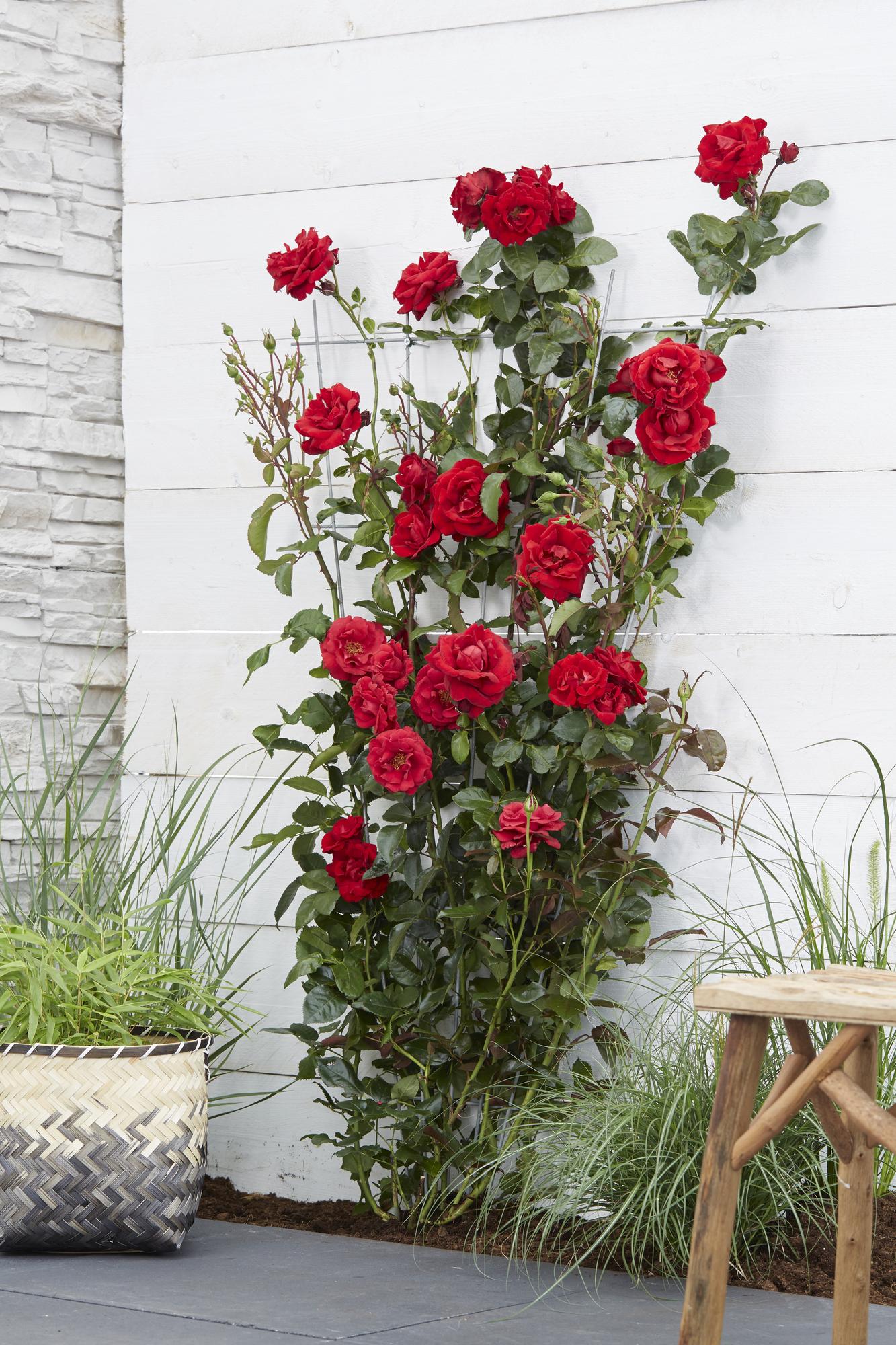 Rosa Crazy in Love ‘Red’ – rode klimroos in pot Ø15cm, hoogte 65cm – volle fluweelrode bloemen met glanzend groen blad.