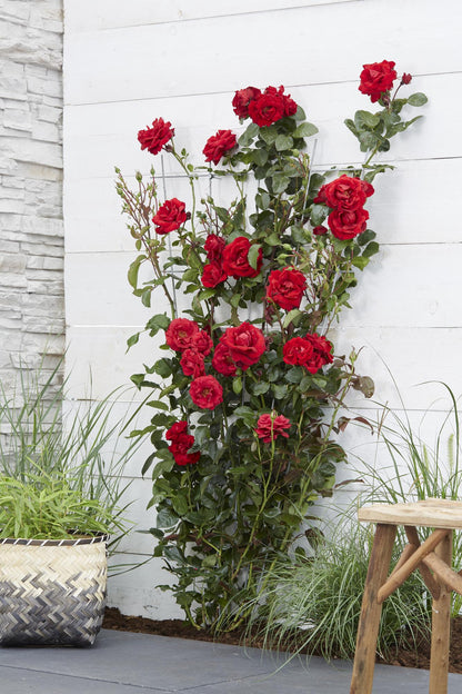 Rosa Crazy in Love ‘Red’ – rode klimroos in pot Ø15cm, hoogte 65cm – volle fluweelrode bloemen met glanzend groen blad.