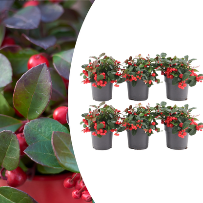 6x Gaultheria procumbens 'Big Berry' | Tuinplanten
