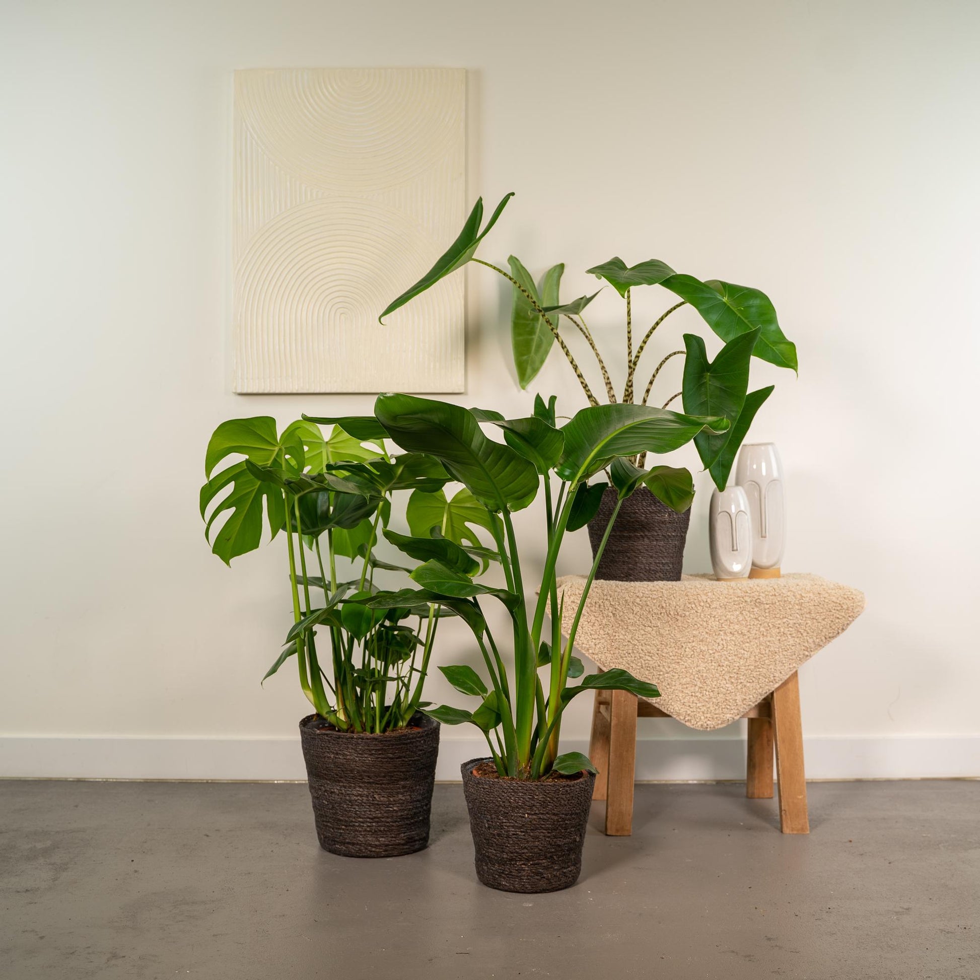 "Tropische kamerplantenmix met Monstera Deliciosa, Alocasia Zebrina en Strelitzia Nicolai – in potmaten Ø19-21 cm en hoogte tot 85 cm – vers geleverd met gratis verzending"

