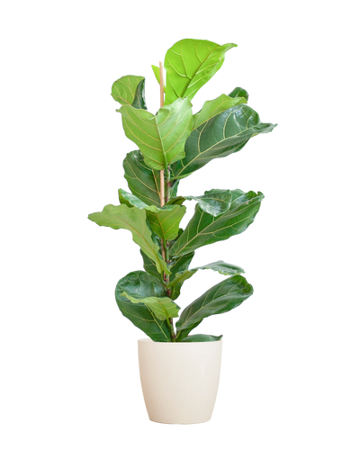 Ficus lyrata Kamerplant | Vioolbladplant inclusief Viber pot wit