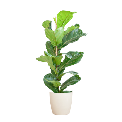 Ficus lyrata Kamerplant | Vioolbladplant inclusief Viber pot wit