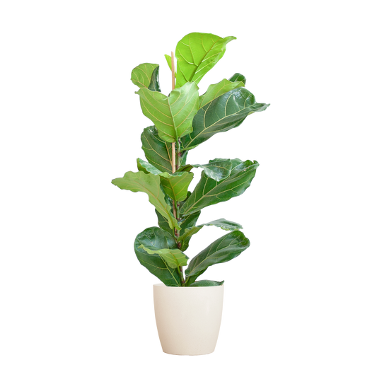 Ficus lyrata Kamerplant | Vioolbladplant inclusief Viber pot wit