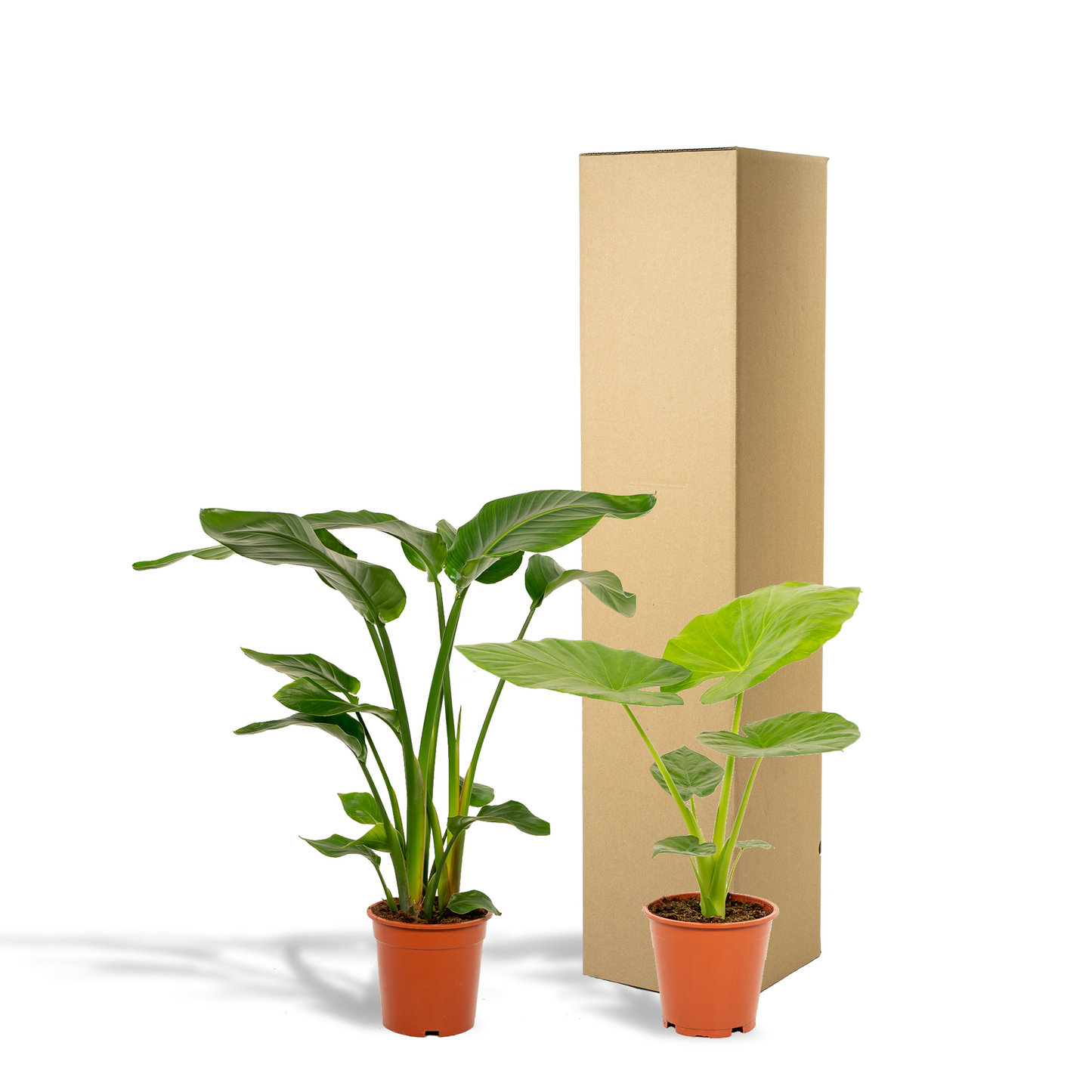 Duo set | Strelitzia Nicolai & Alocasia Macrorrhiza | Kamerplant