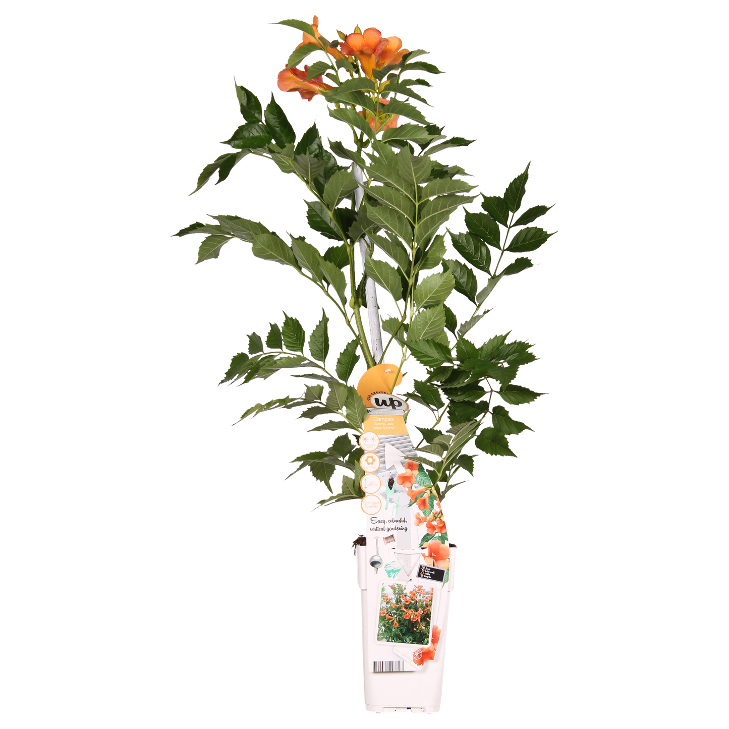 Oranje trompetbloem als klimplant voor zonnige tuinplekken