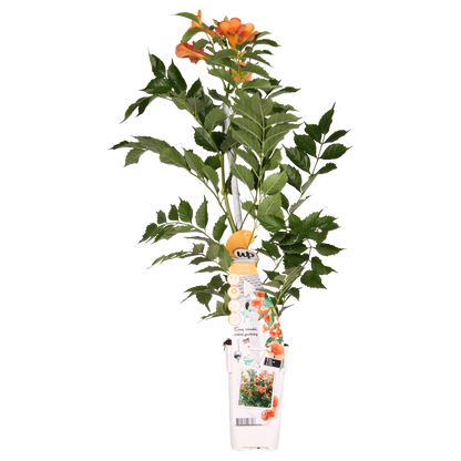 Oranje trompetbloem als klimplant voor zonnige tuinplekken